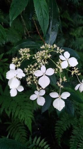 Hydrangea chinensis iNat (1)