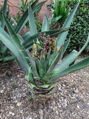 Agave atrovirens