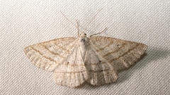 Perconia strigillaria