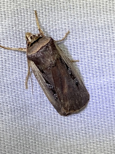 Flame-shouldered Dart photo 4