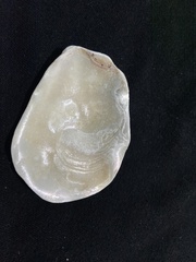 Crepidula onyx