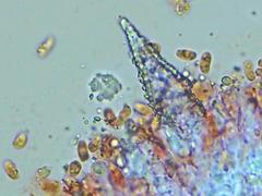 Peniophorella pubera