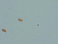 Peniophorella pubera