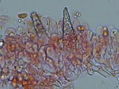 Peniophorella pubera