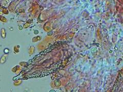 Peniophorella pubera