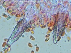 Peniophorella pubera