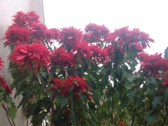 Euphorbia pulcherrima