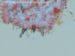 Peniophorella pubera