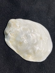 Crepidula onyx