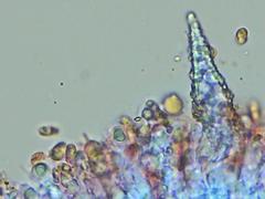 Peniophorella pubera