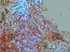 Peniophorella pubera