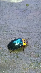 Plagiosterna maculicollis insularis