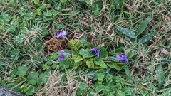 Viola inconspicua nagasakiensis