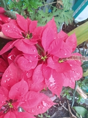 Euphorbia pulcherrima