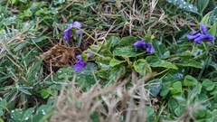 Viola inconspicua nagasakiensis