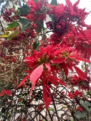 Euphorbia pulcherrima