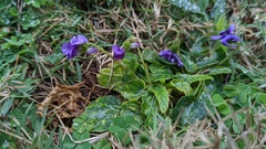 Viola inconspicua nagasakiensis