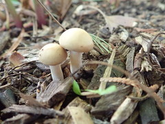 Agrocybe praecox