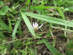 Lobelia chinensis