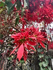 Euphorbia pulcherrima