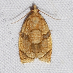 Adoxophyes negundana