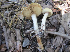 Agrocybe praecox