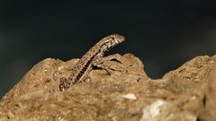 Microlophus atacamensis