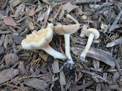 Agrocybe praecox