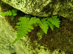 Cystopteris tennesseensis