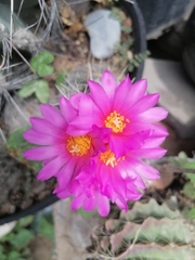 Thelocactus bicolor
