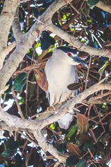 Nycticorax nycticorax