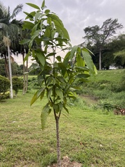Pometia pinnata
