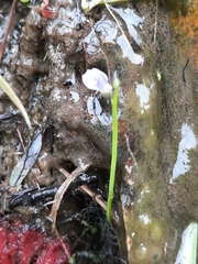 Utricularia uliginosa