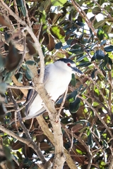 Nycticorax nycticorax