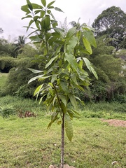 Pometia pinnata