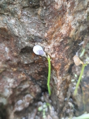 Utricularia uliginosa