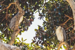 Nycticorax nycticorax