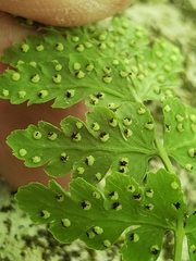 Cystopteris tennesseensis