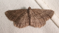 Rhoptria asperaria