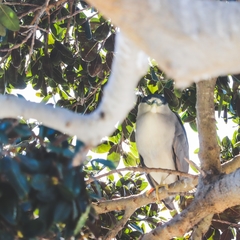 Nycticorax nycticorax