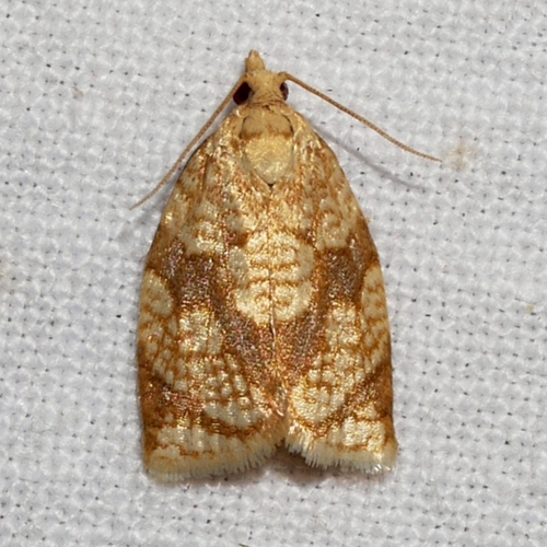 Shimmering Gold Adoxophyes Moth photo 4