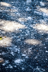 Nycticorax nycticorax