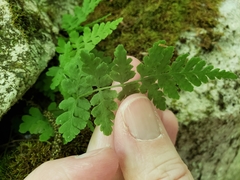 Cystopteris tennesseensis