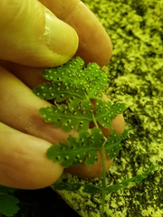 Cystopteris tennesseensis