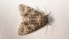 Acronicta megacephala