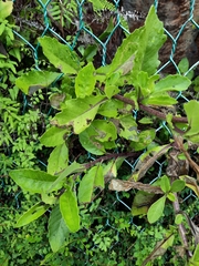 Gynura divaricata