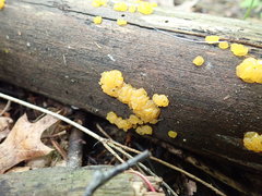 Dacrymyces capitatus