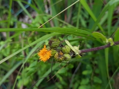 Gynura divaricata
