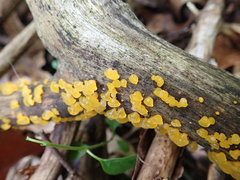 Dacrymyces capitatus