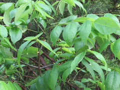 Fraxinus biltmoreana